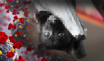 Исследователи нашли вирус летучих мышей, который способен заражать людей