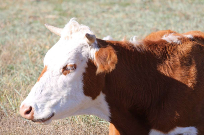 Капсулы здоровья... для коров