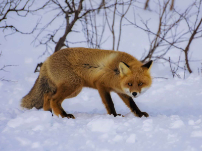 Лисицы вышли к людям