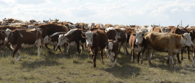 Свой бычок предпочтительней