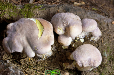 8 грибов, которые нельзя собирать в Московской области в 2026 году