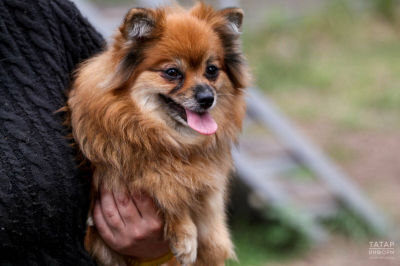&laquo;Обнюхивание &ndash; язык собак&raquo;: кинолог рассказал, как питомцы &laquo;читают&raquo; хозяев
