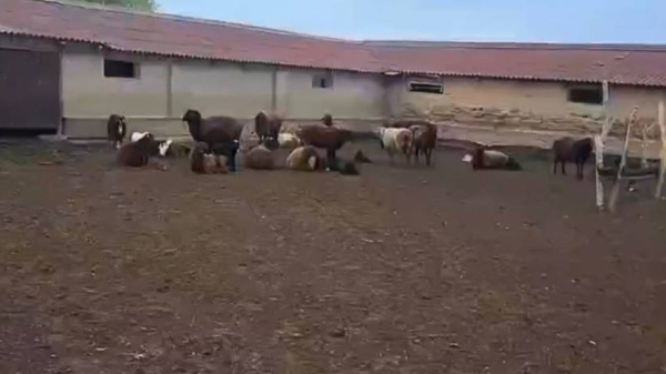 В Жамбылской области раскрыта кража 16 овец и ягнят с пастбища