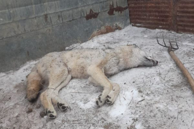 Лимит на отстрел волков и шакалов в Атырауской области исчерпан