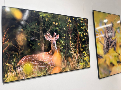 Международный фестиваль дикой природы &laquo;Золотая черепаха&raquo; стартует в Казани
