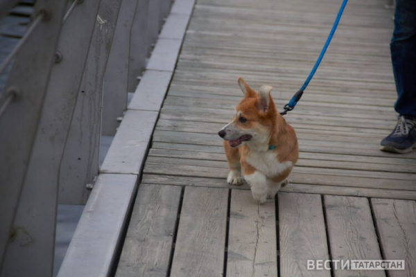 Эксперт рассказал, как подготовить собаку к появлению ребенка