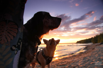 Кинолог объяснил смысл мимических сигналов, используемых собаками